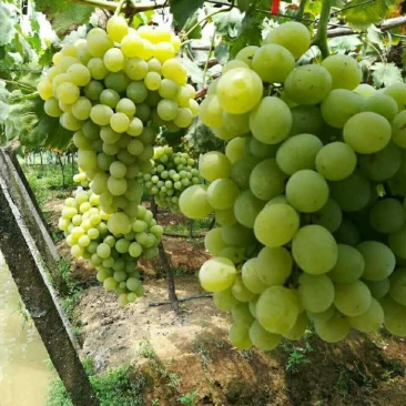 红富士葡萄苗奶油葡萄苗金华葡萄苗