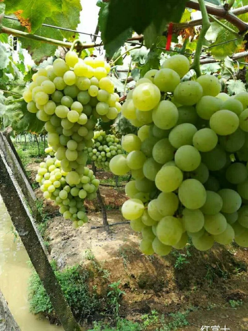红富士葡萄苗奶油葡萄苗金华葡萄苗