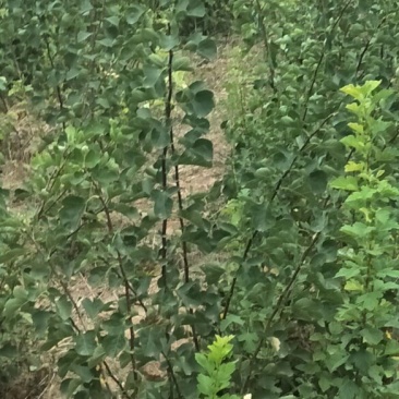 大金星山楂苗，大金星山楂苗，本苗围种植品种纯数量大。