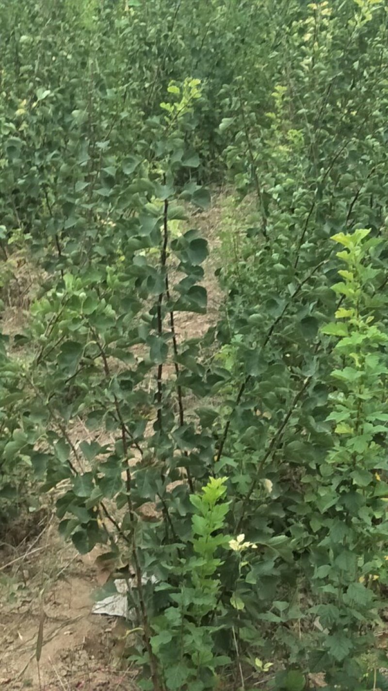 大金星山楂苗，大金星山楂苗，本苗围种植品种纯数量大。