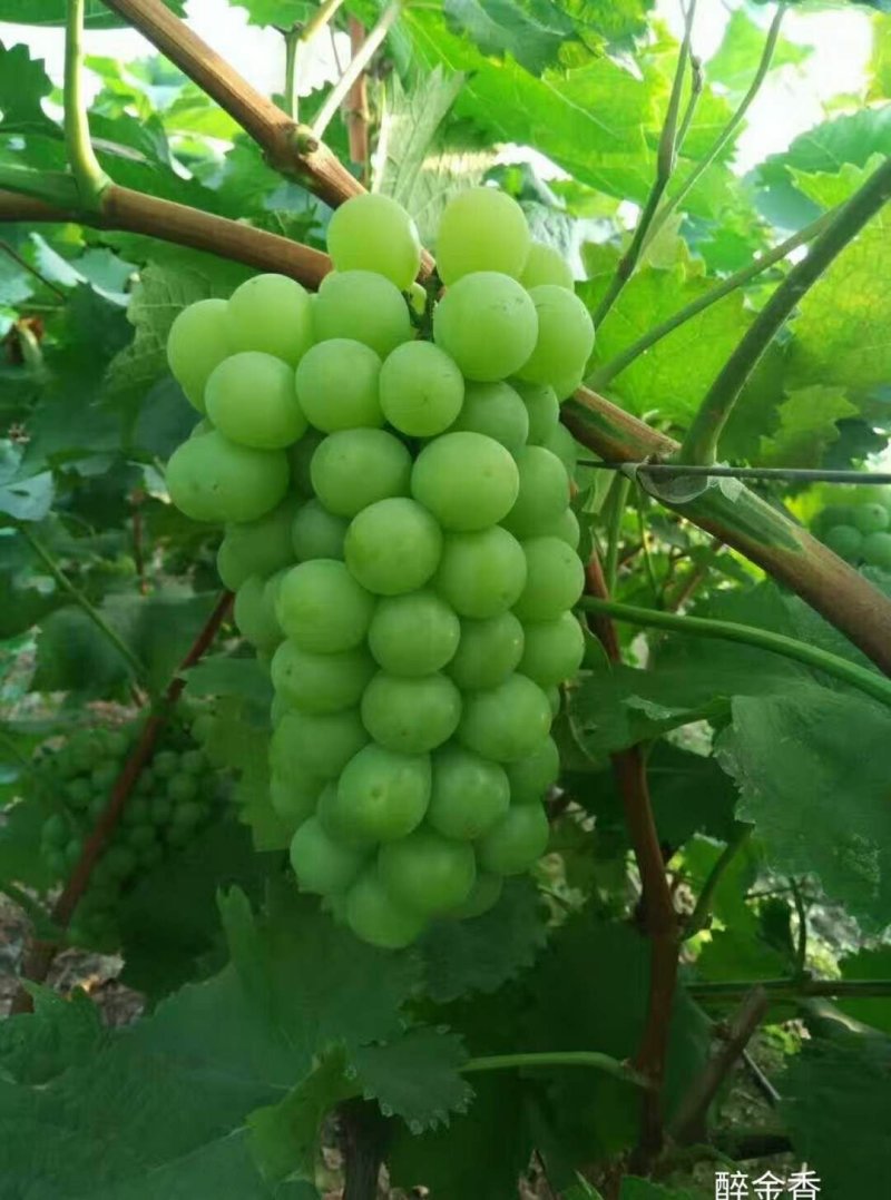 醉金香葡萄苗，无核四号葡萄苗，金华葡萄苗，优质葡萄苗