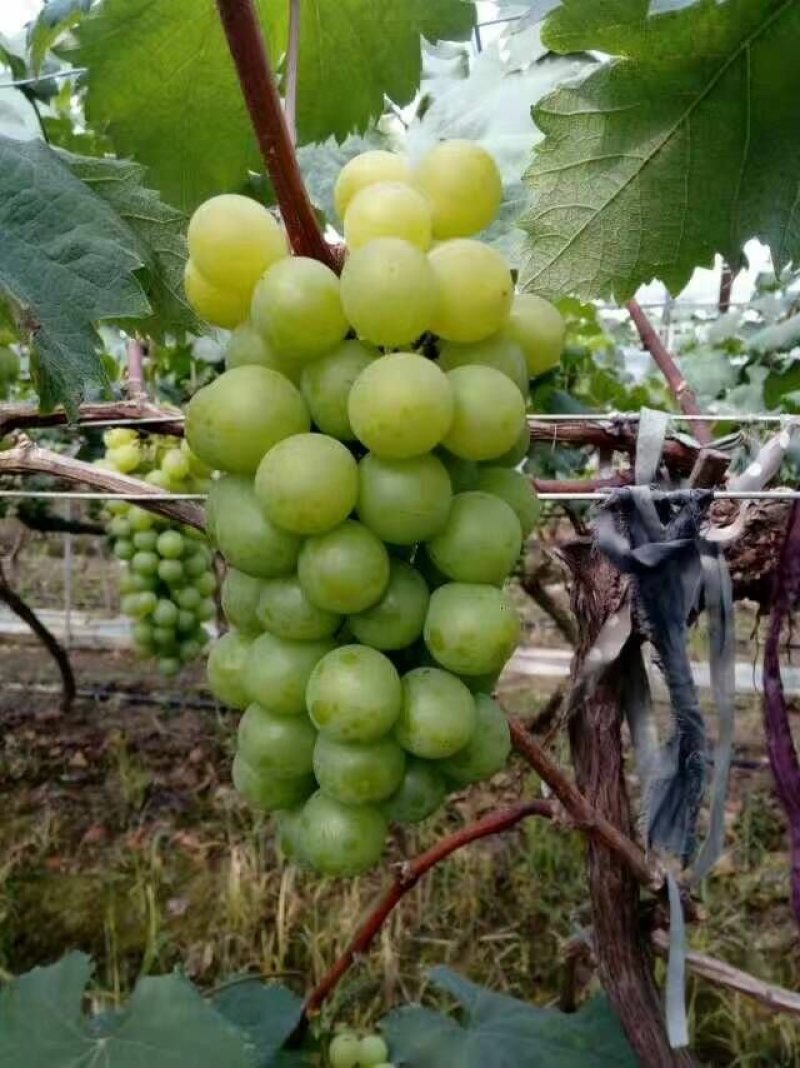 醉金香葡萄苗，无核四号葡萄苗，金华葡萄苗，优质葡萄苗