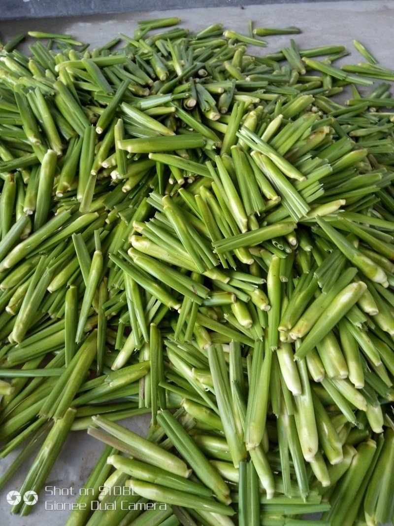 茭白