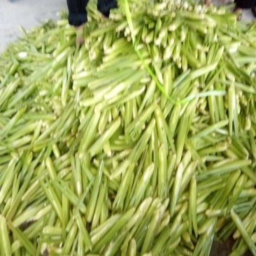 茭白