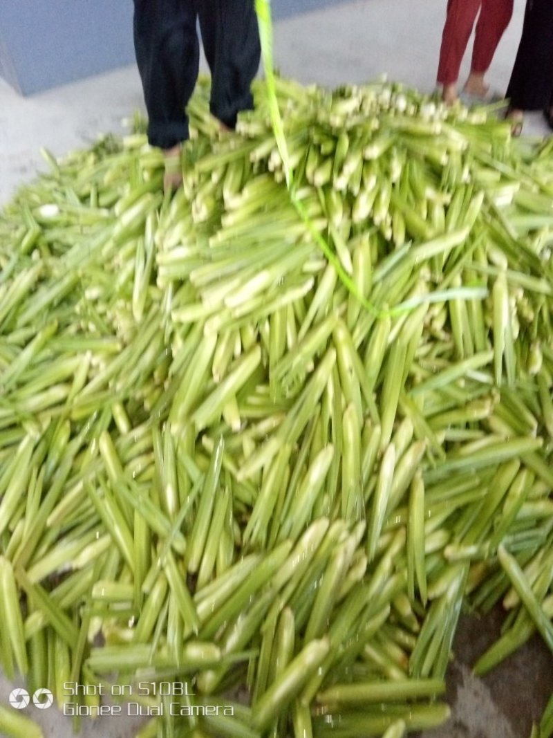 茭白