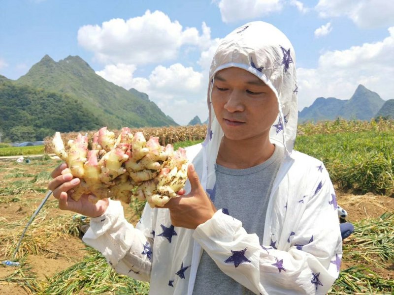 正宗本地二黄姜，以开始上市，有想法的都板安排，量大从优