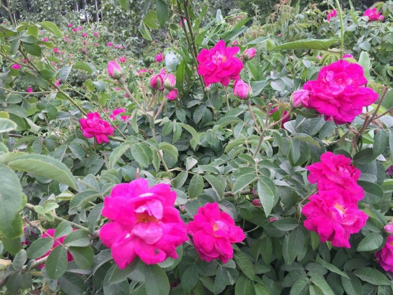 野生玫瑰花和田沙漠玫瑰花