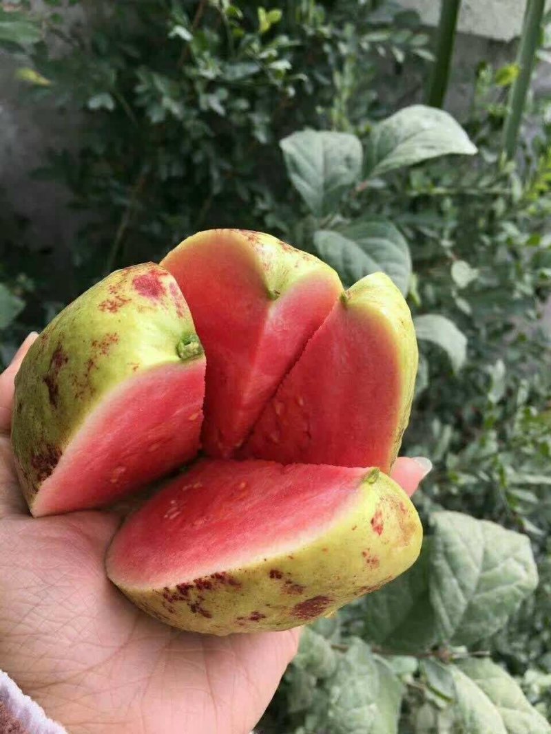 红心芭乐苗番石榴苗营养杯种苗