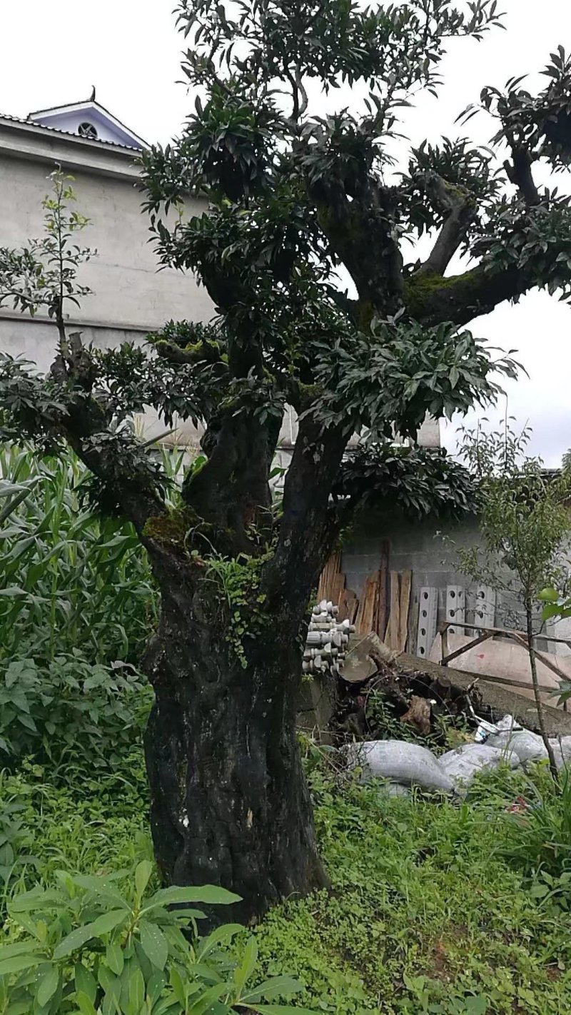 金弹子