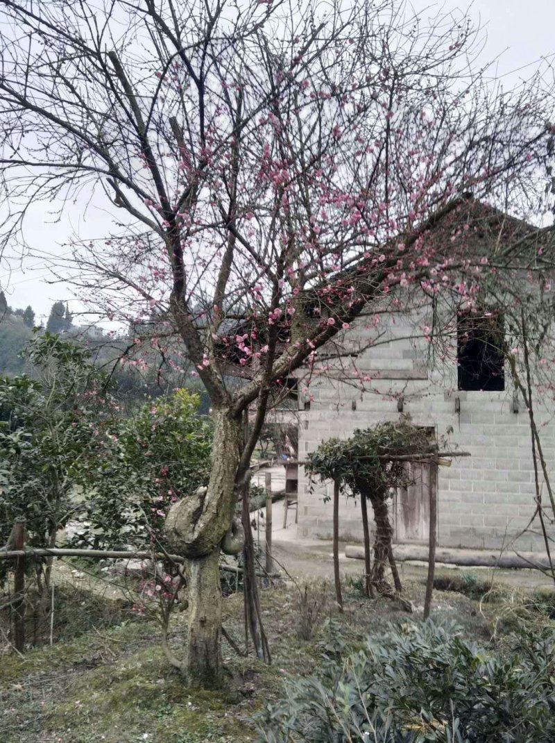 红梅
