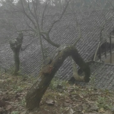 红梅