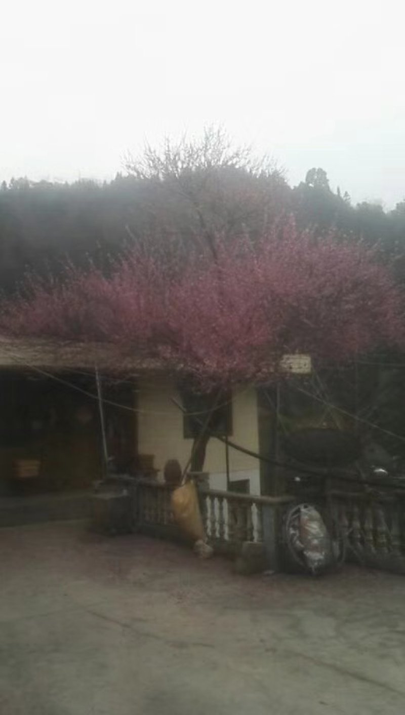 红梅