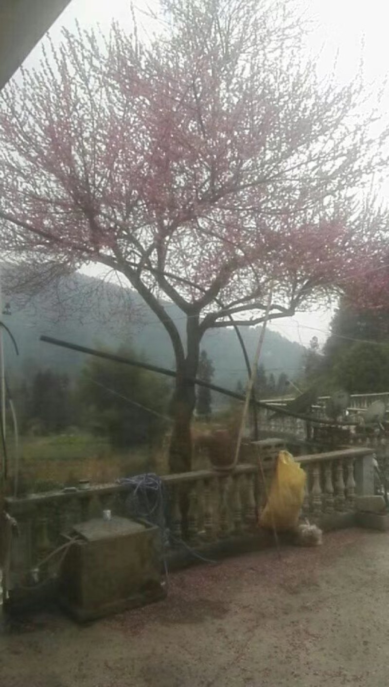 红梅