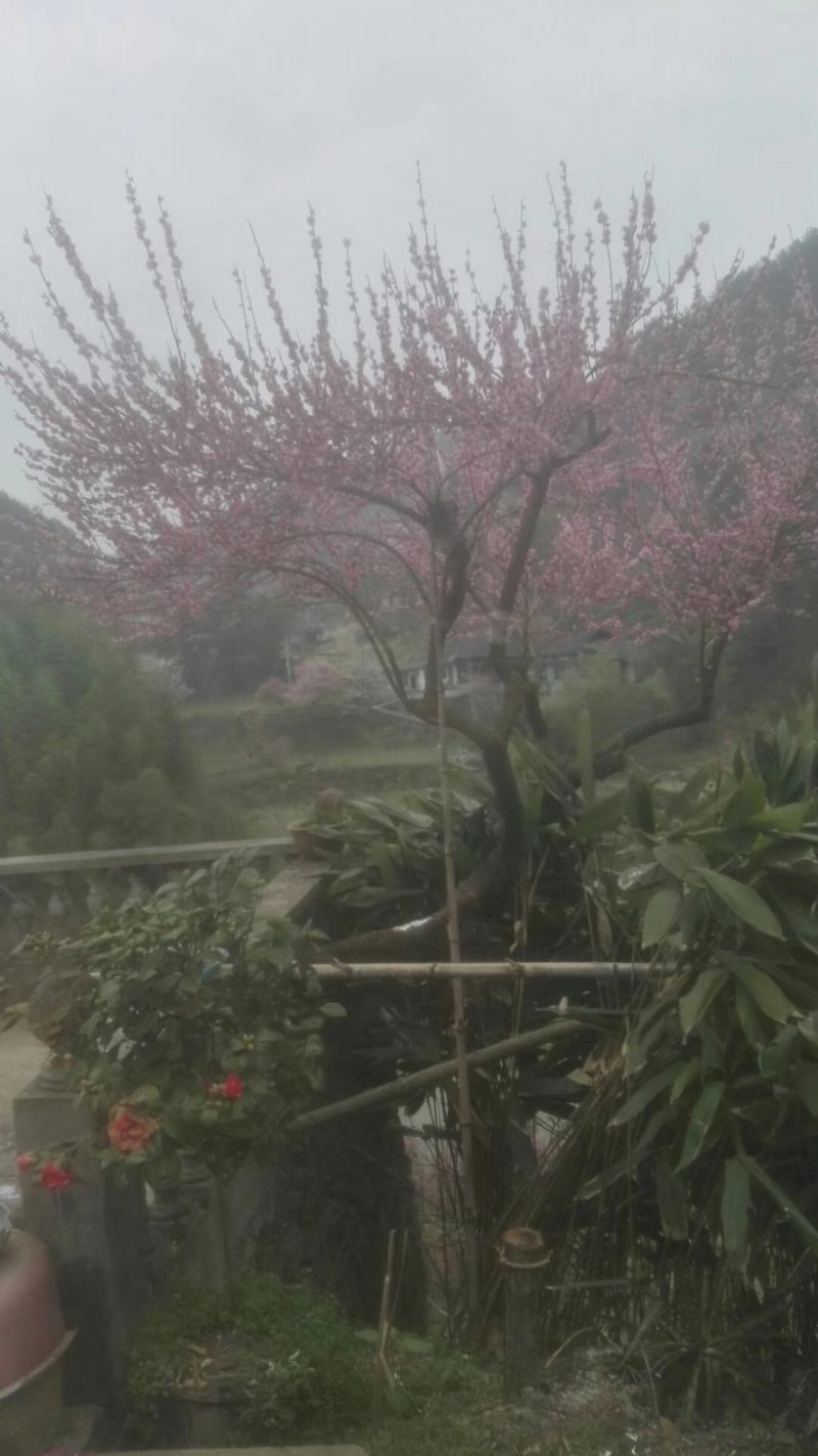 红梅