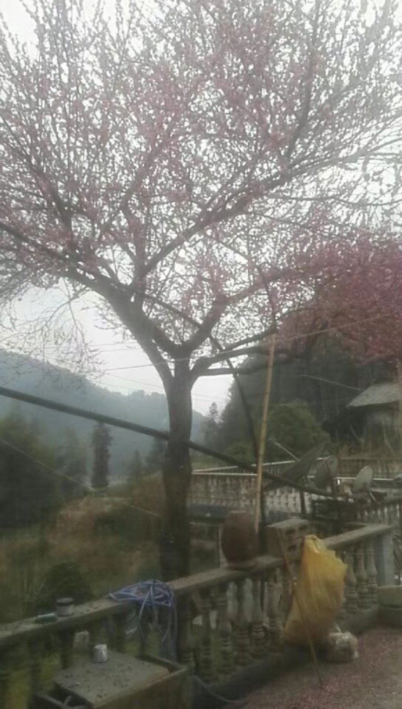 红梅