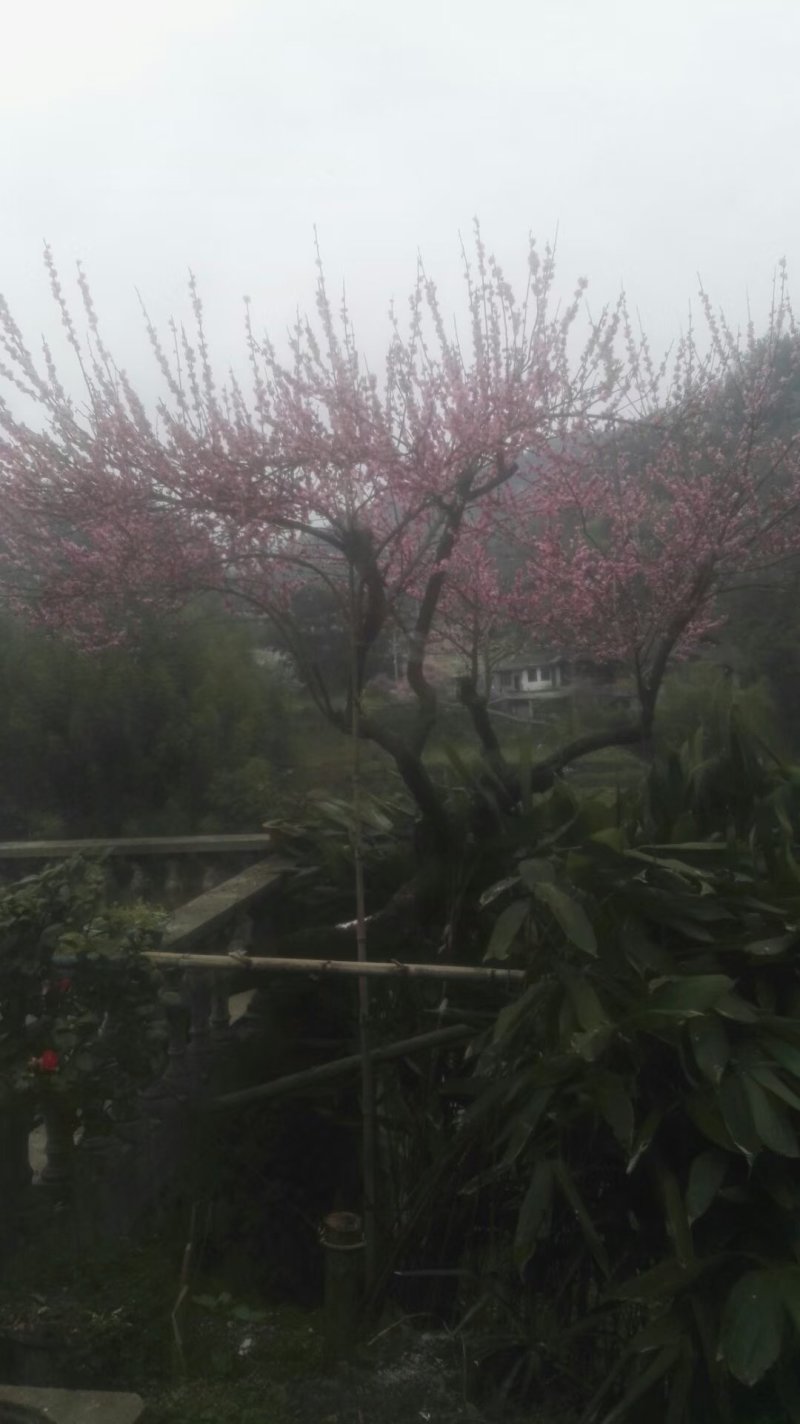红梅