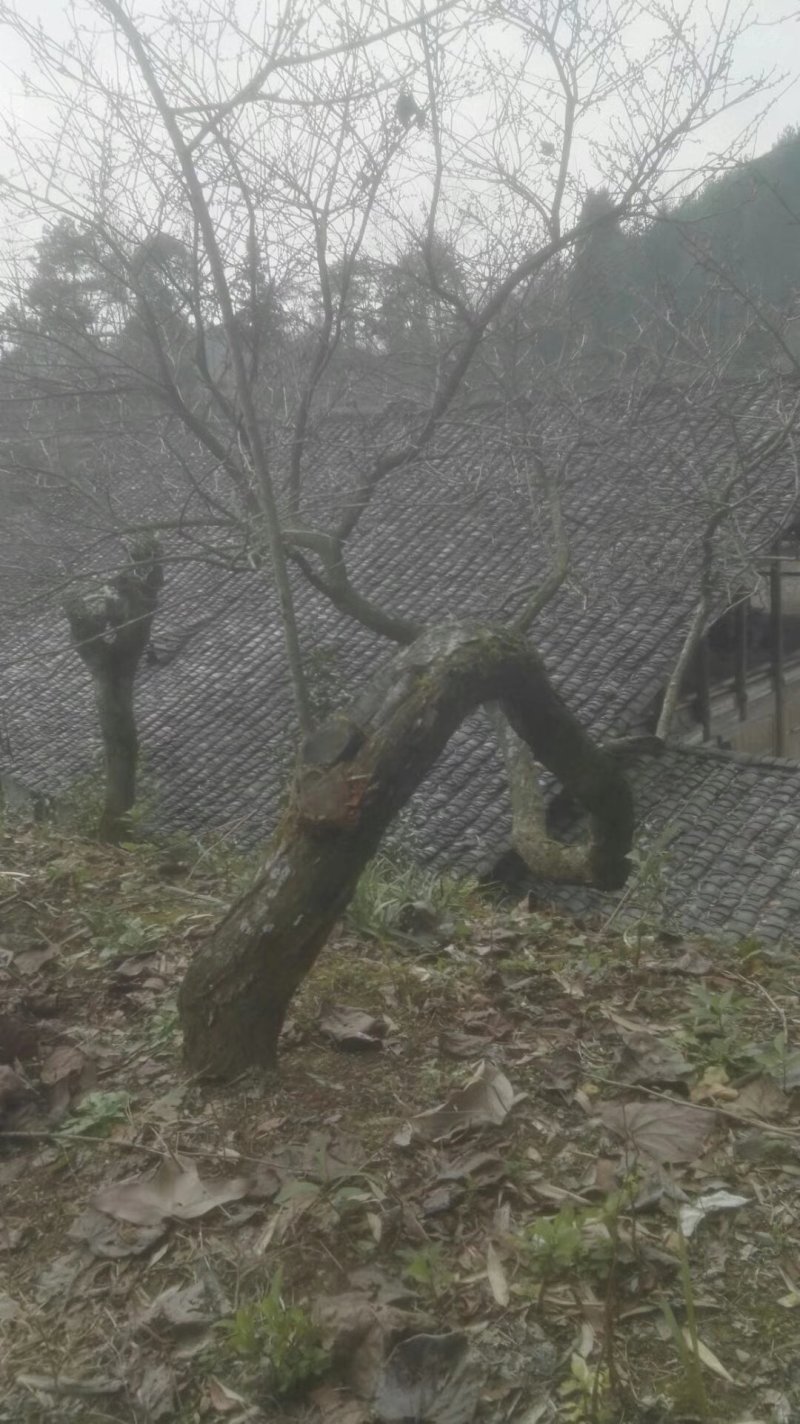 红梅