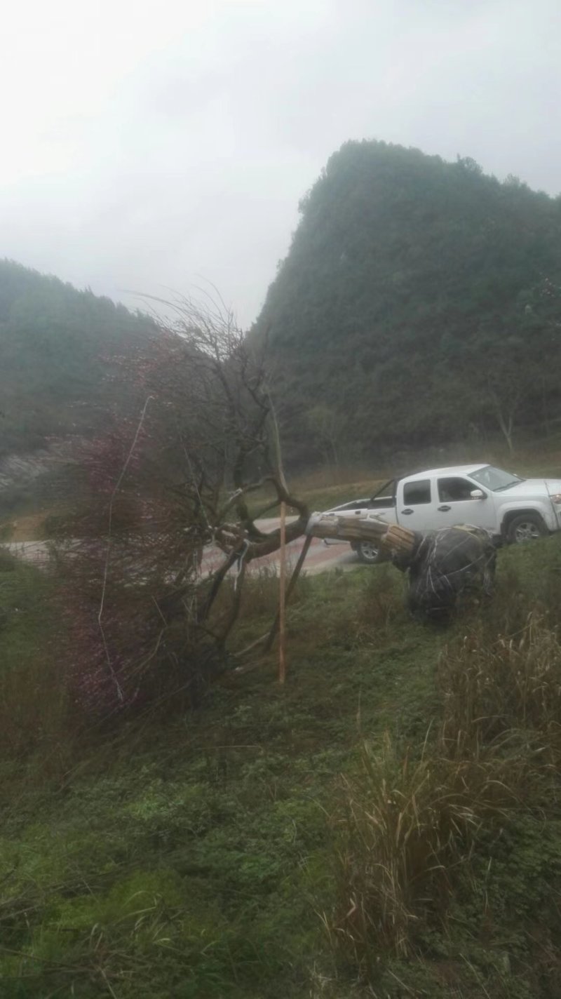 红梅