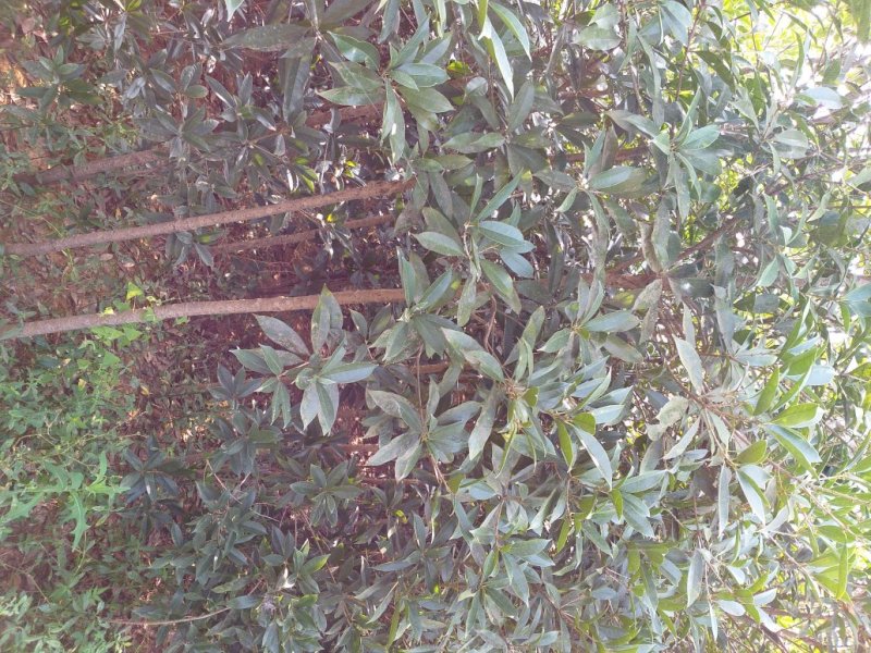 四川眉山大量出售2——3公分桂花苗