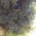 四川眉山大量出售2——3公分桂花苗