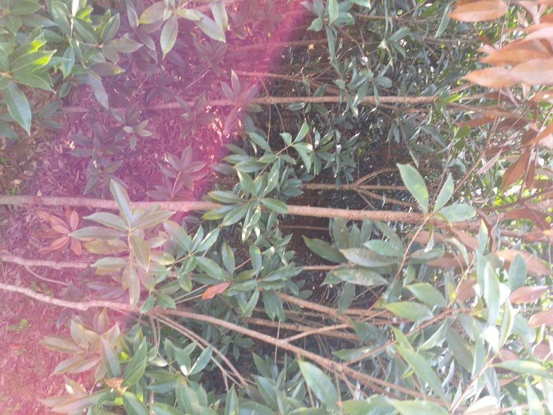 四川眉山大量出售2——3公分桂花苗