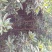 四川眉山大量出售2——3公分桂花苗