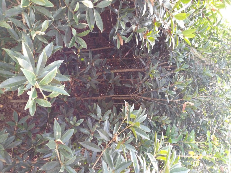 四川眉山大量出售2——3公分桂花苗