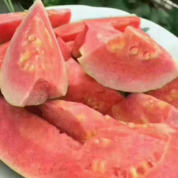 红心芭乐苗番石榴苗营养杯种苗