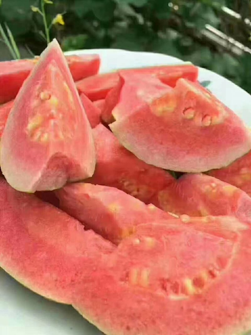 红心芭乐苗番石榴苗营养杯种苗