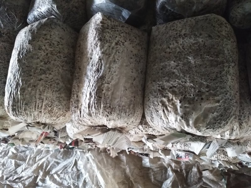 黑平菇平菇菌棒长期供应