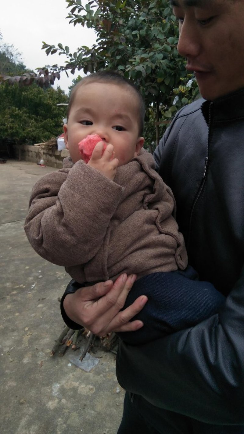 红心芭乐苗番石榴苗营养杯种苗