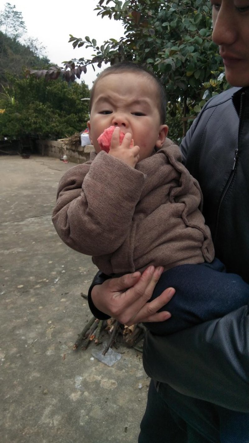 红心芭乐苗番石榴苗营养杯种苗