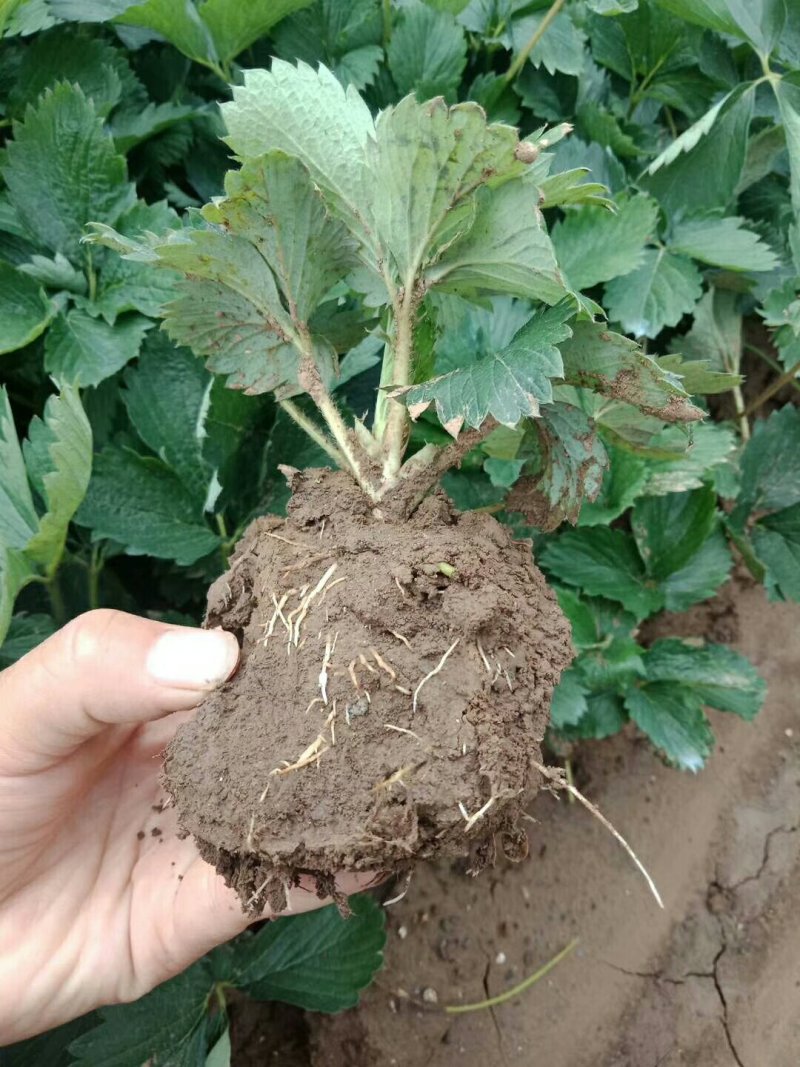 批发红颜草莓苗章姬隋珠甜查理等