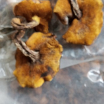 松蘑