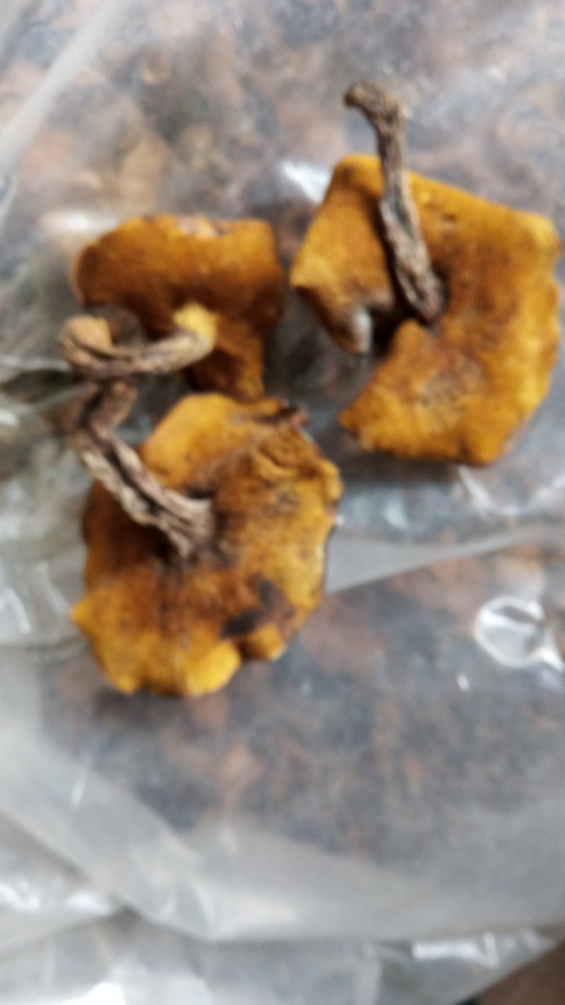松蘑