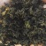 地皮菜高原野菜捏包子食材