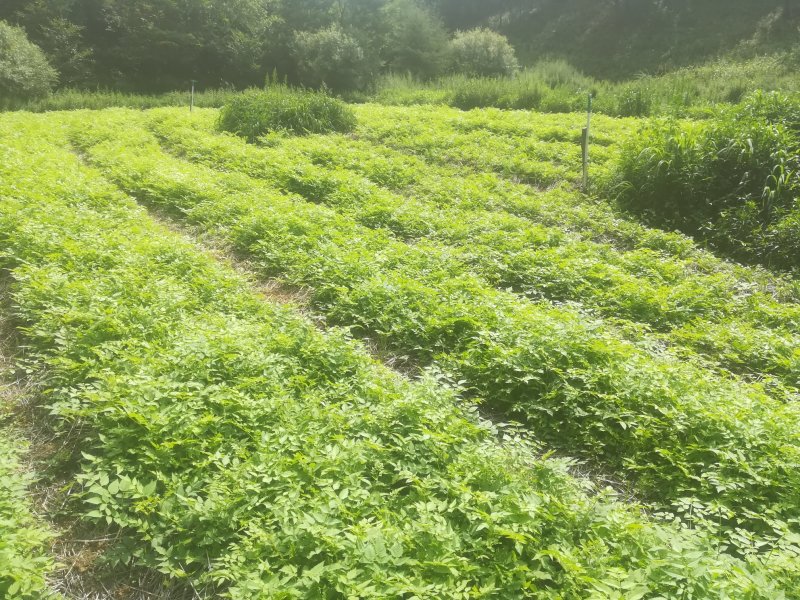 刺嫩芽苗