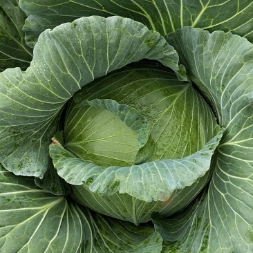脆包菜