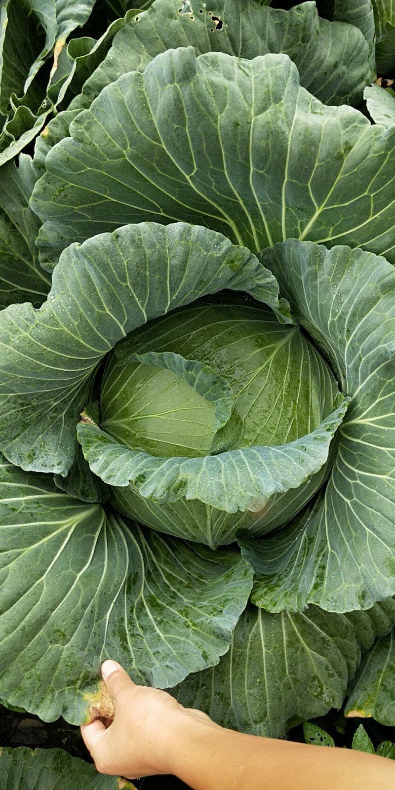 脆包菜