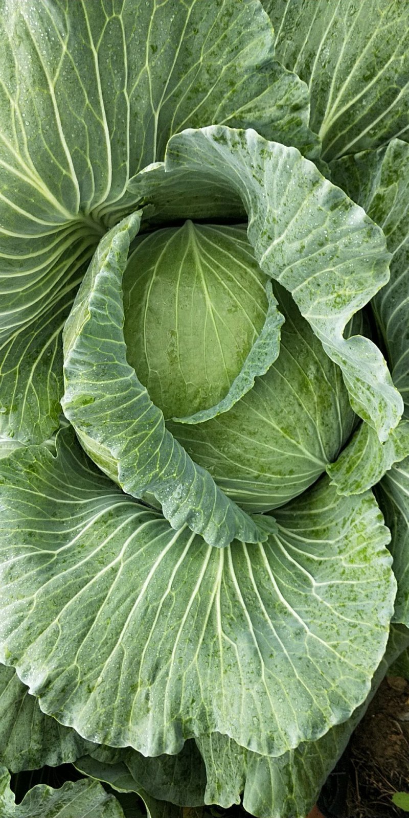 脆包菜