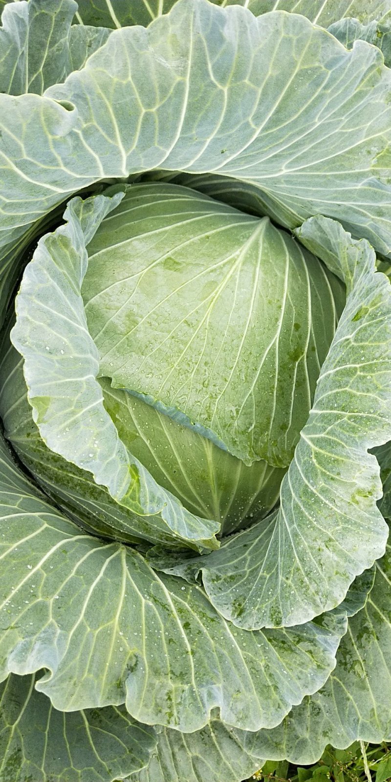 脆包菜