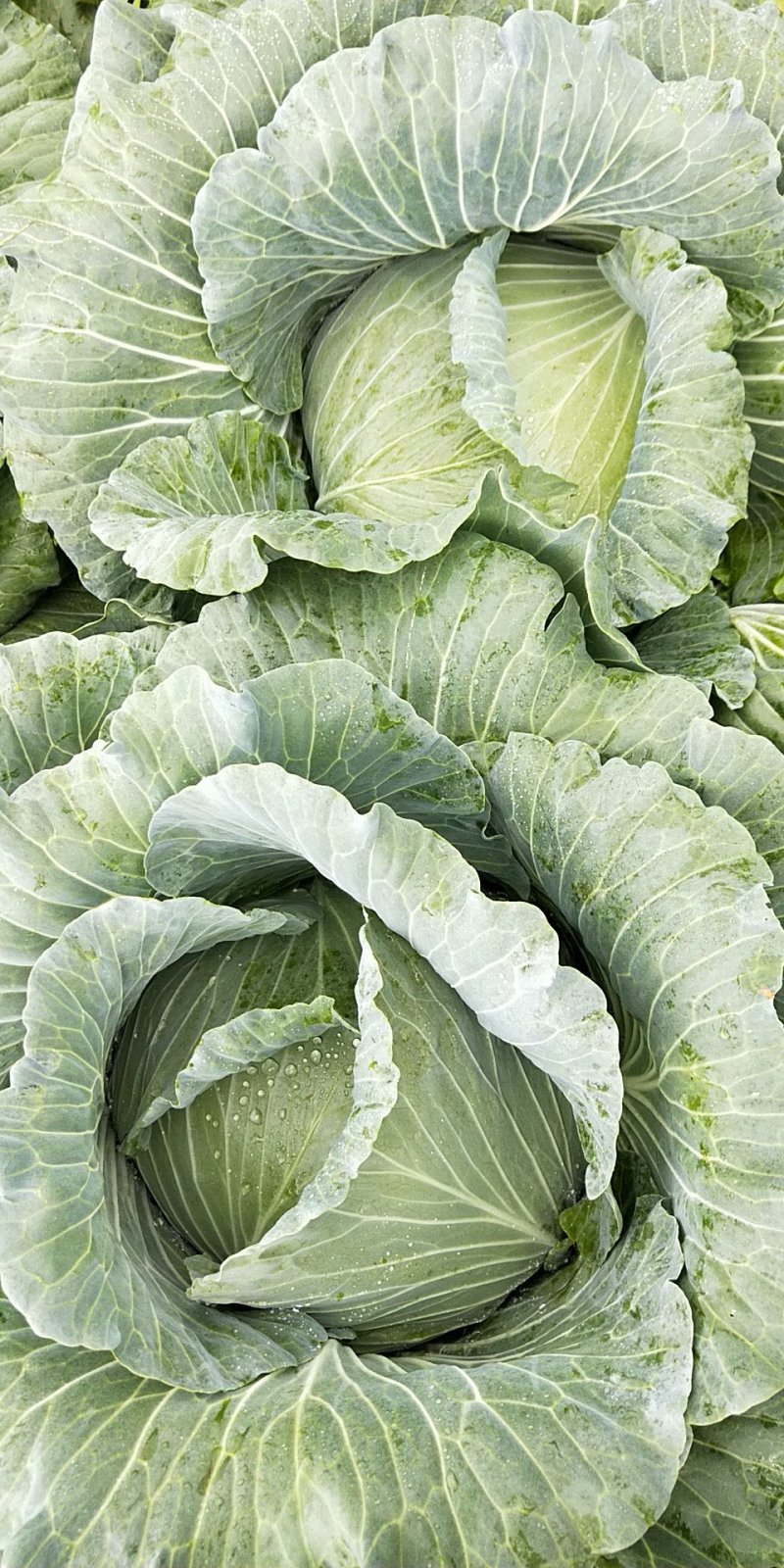 脆包菜