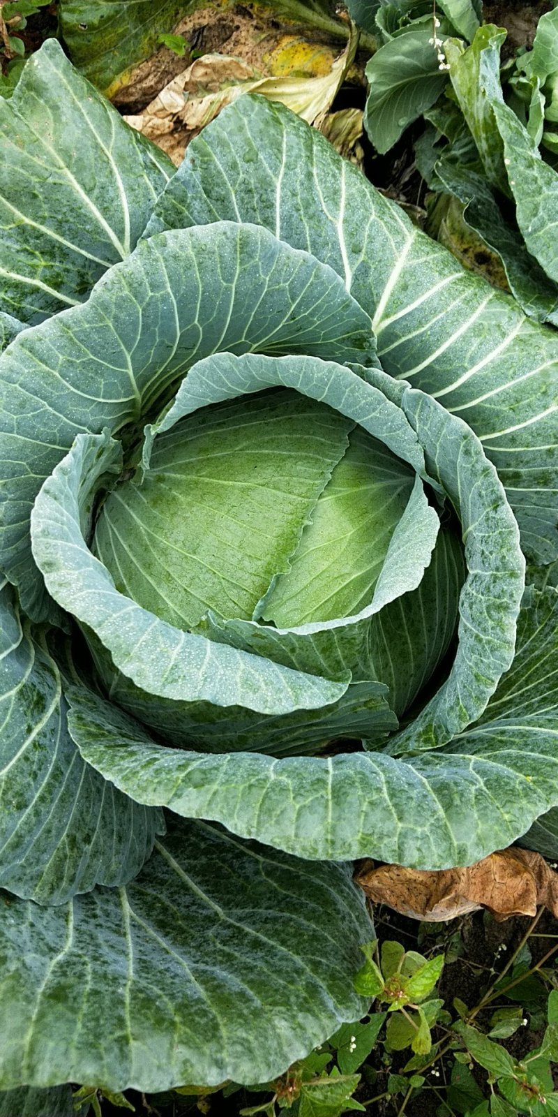 脆包菜
