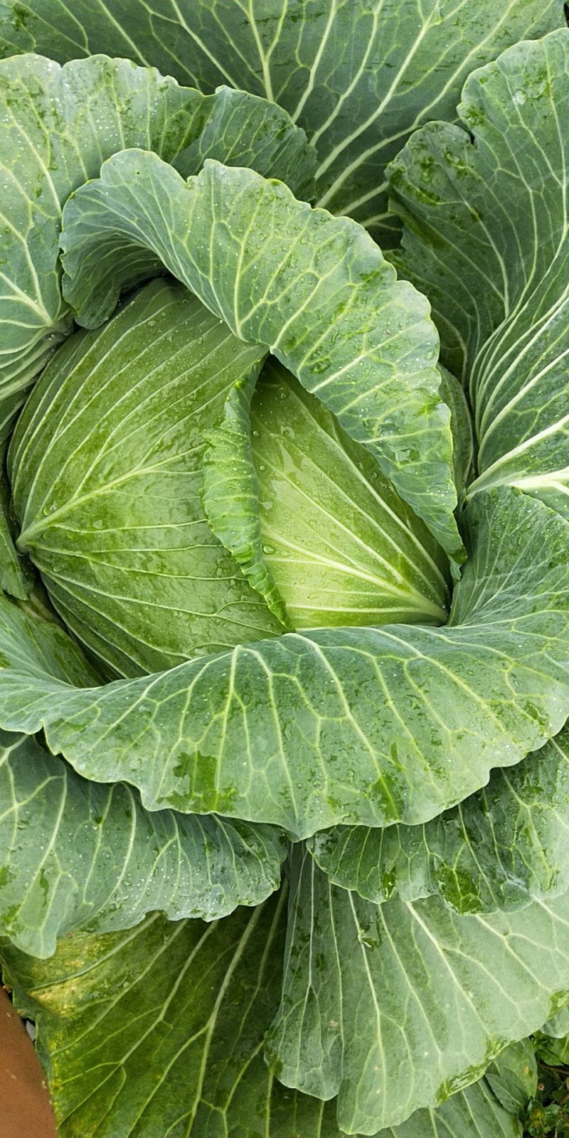 脆包菜