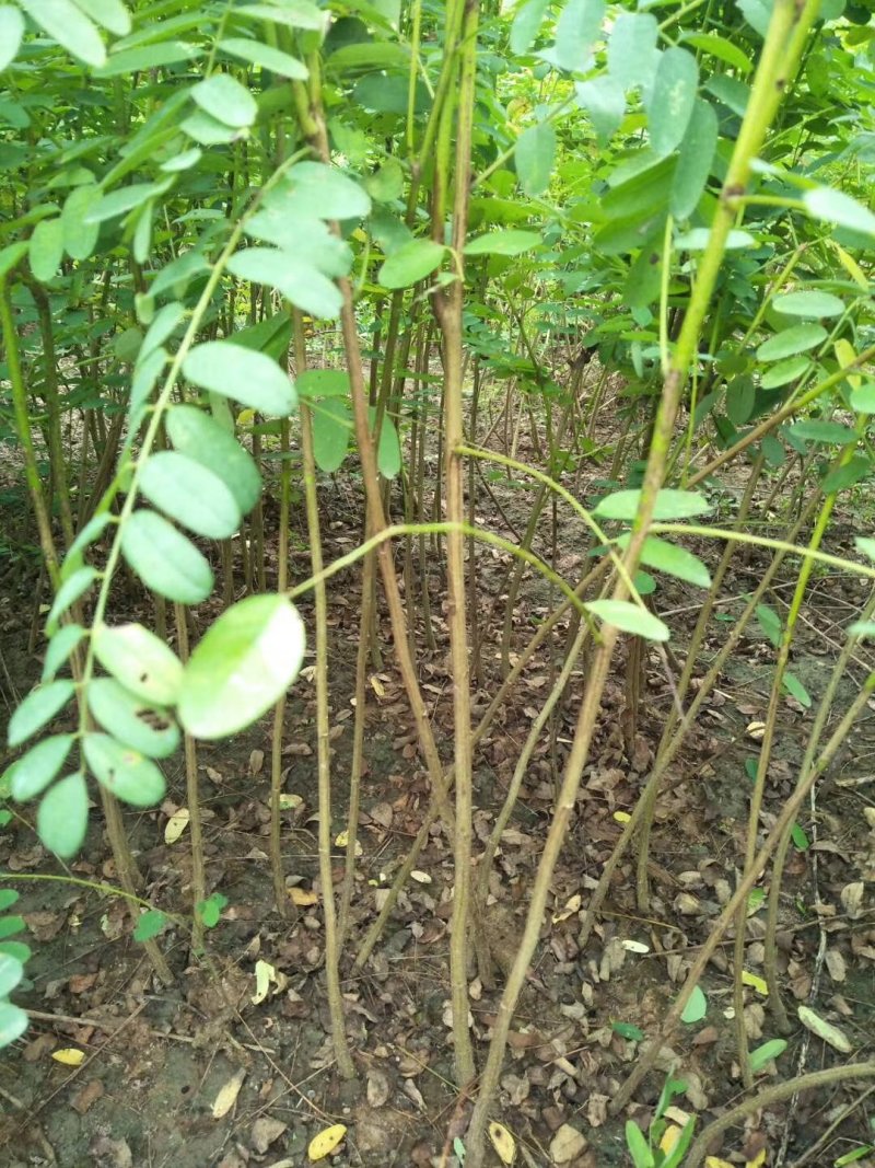 紫穗槐江苏宿迁紫穗槐