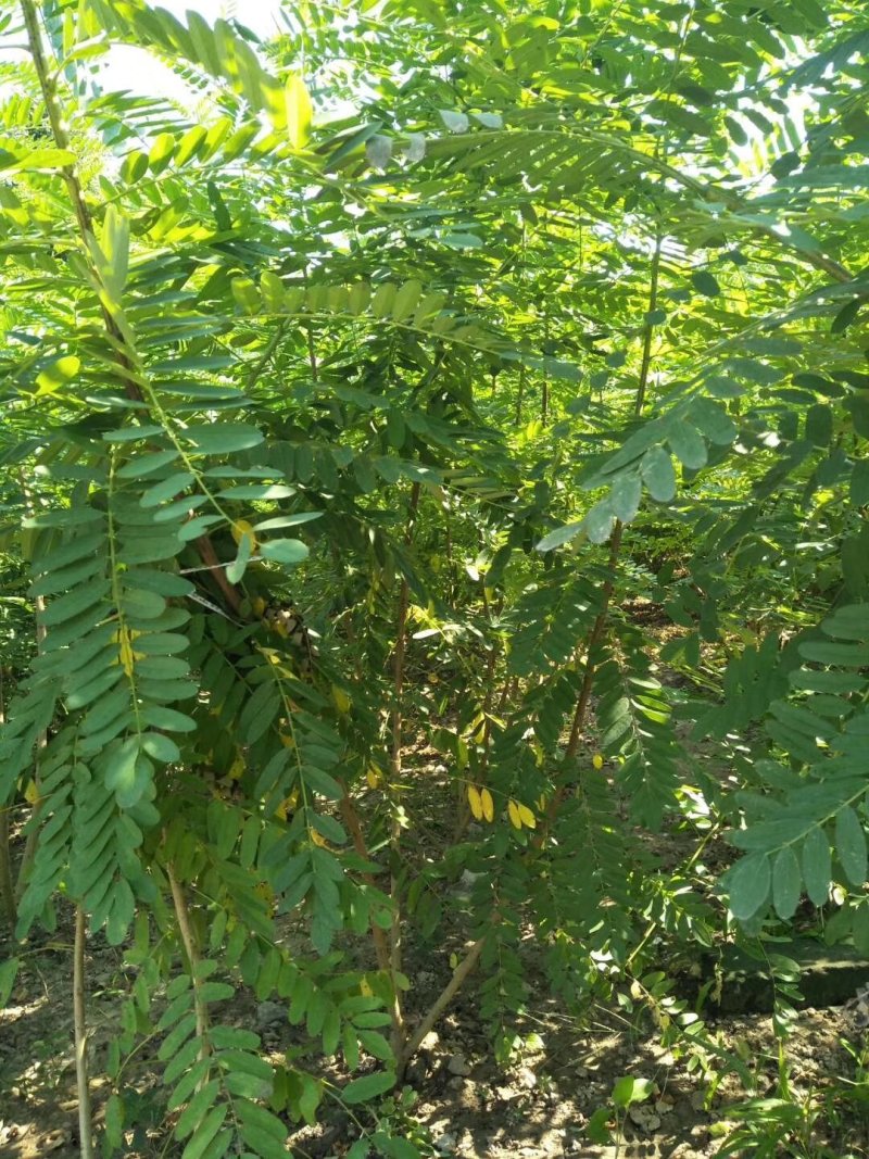 紫穗槐江苏宿迁紫穗槐