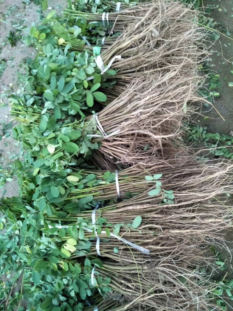 紫穗槐江苏宿迁紫穗槐
