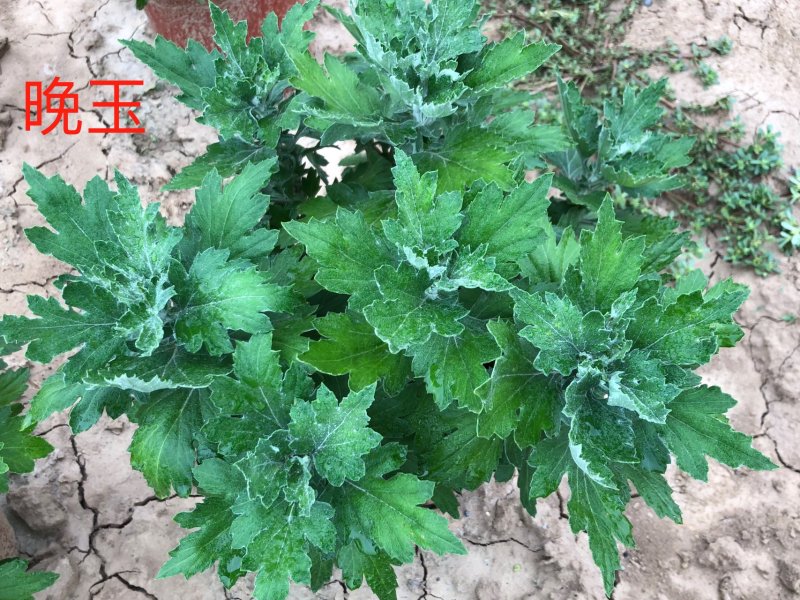 晚玉