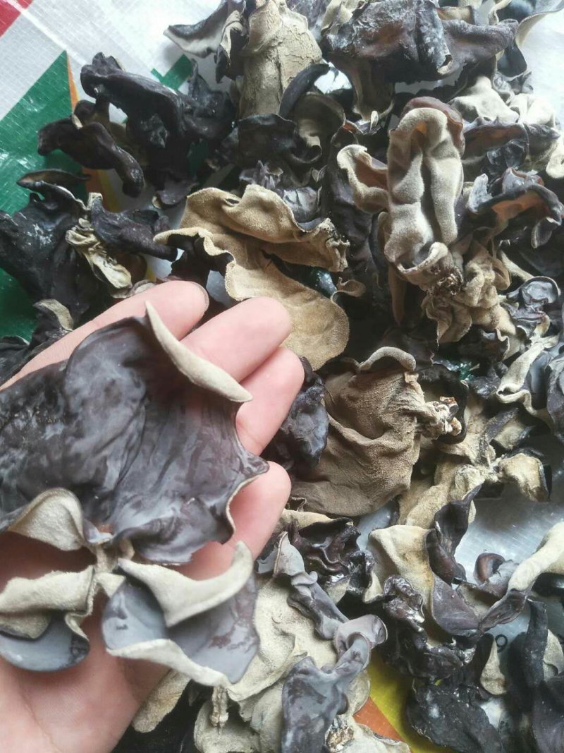 木耳毛木耳东北木耳水发木耳皮耳产地直发包邮