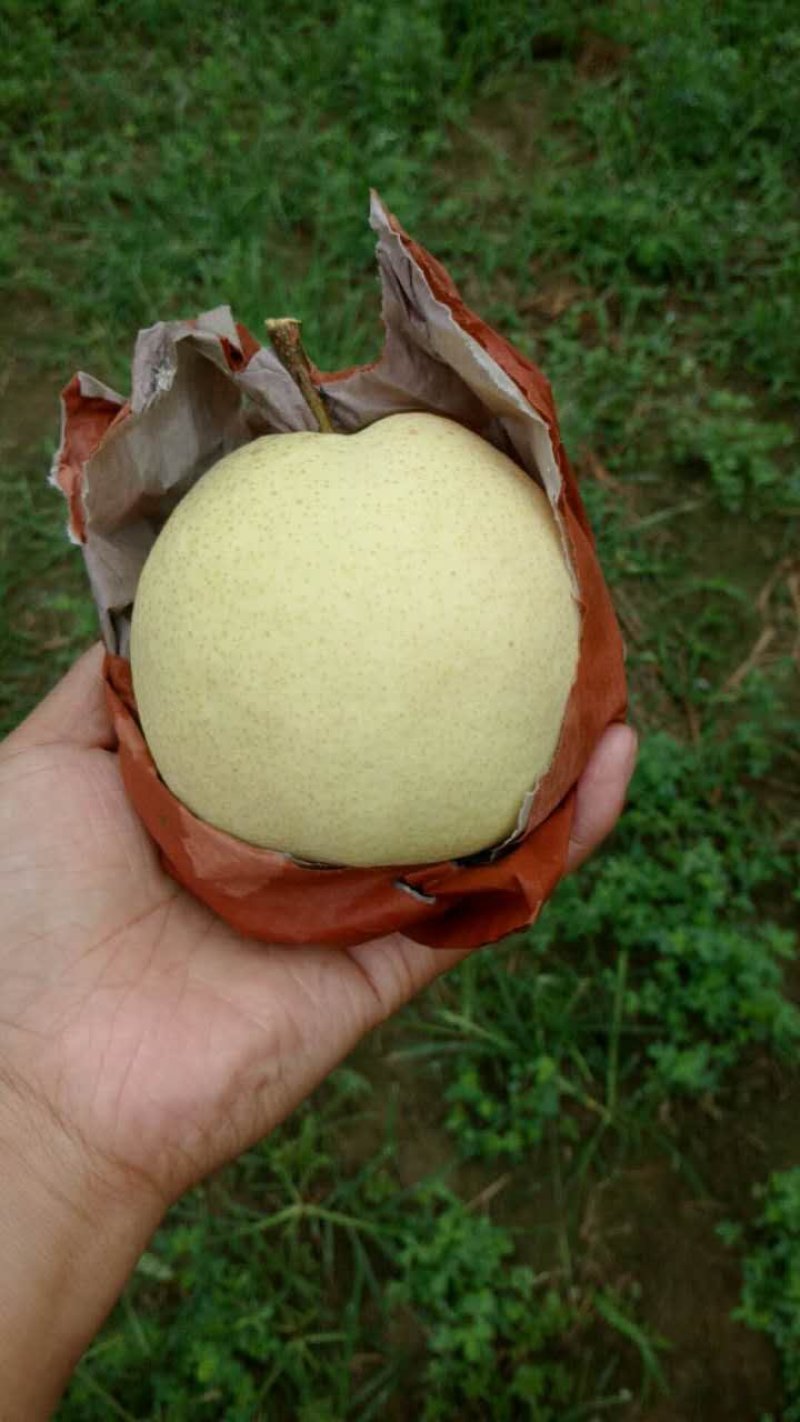 酥梨蒲城酥梨冷库精品